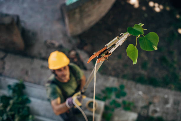 Reliable Bloomsburg, PA Tree Services Solutions